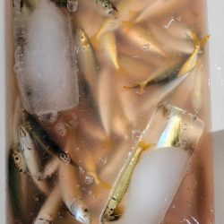 マリーナシティ海釣り公園