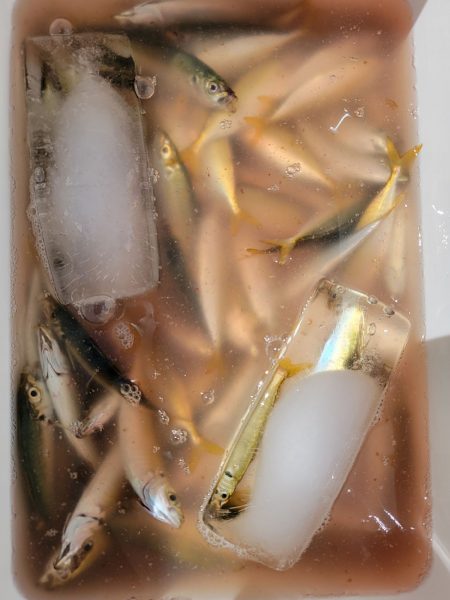 マリーナシティ海釣り公園