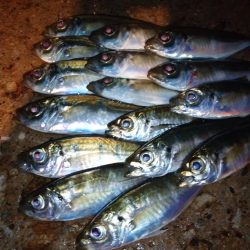 今夜はアジング修行