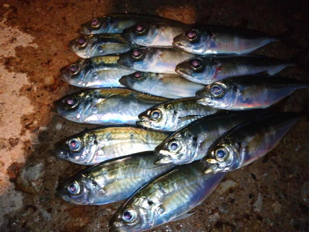 今夜はアジング修行