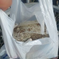 清掃活動：小潮凪