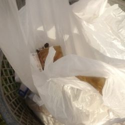 清掃活動：中潮凪