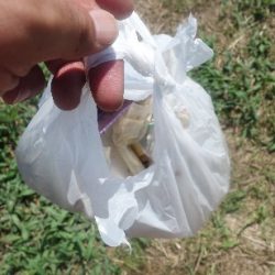 清掃活動：中潮凪