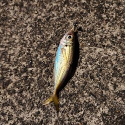 花火とアジング