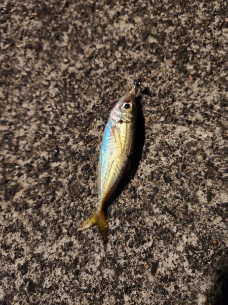 花火とアジング