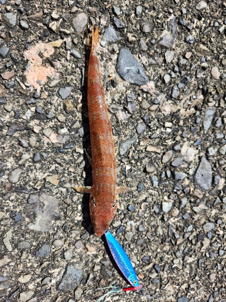 なかなかの引きでした