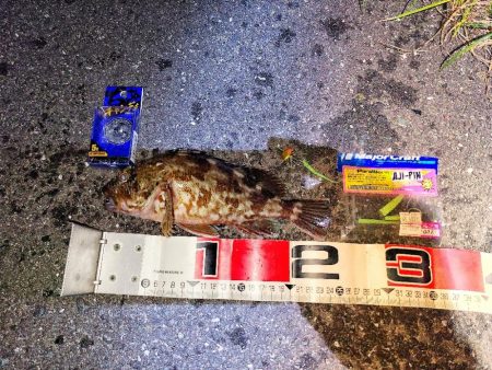 カサゴのちアジ