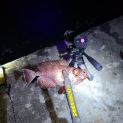 癒しを求めて遠征