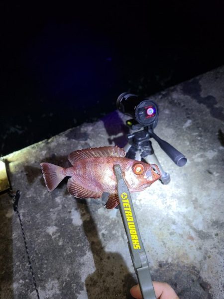 癒しを求めて遠征