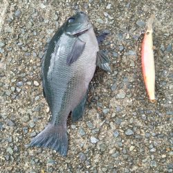 ルアーでグレ釣っちゃった♪