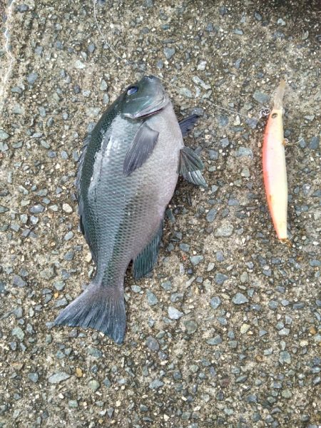 ルアーでグレ釣っちゃった♪