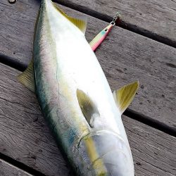 久々の青物GET♪太刀魚も…