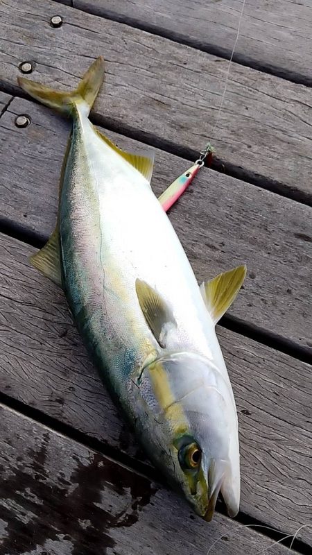 久々の青物GET♪太刀魚も…