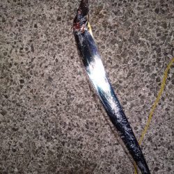 青物完敗、太刀魚渋々…