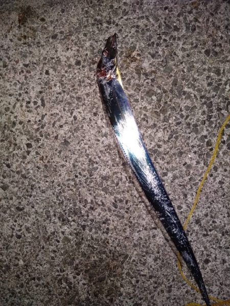 青物完敗、太刀魚渋々…