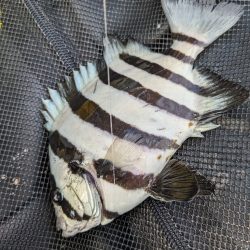 即興フカセでサンバソウ連発！