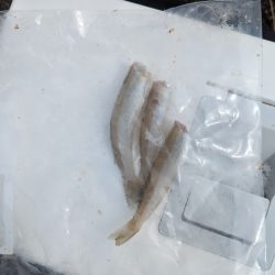 キス狙いでちょい投げ