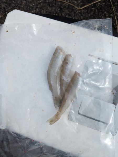 キス狙いでちょい投げ