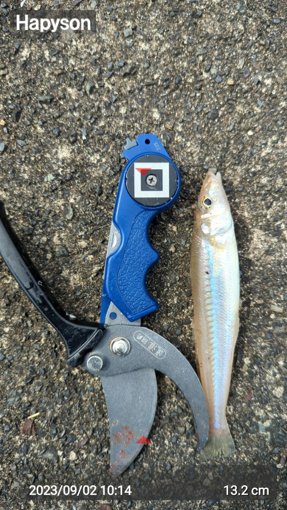 はまなすパーク海水浴場でちょい投げ