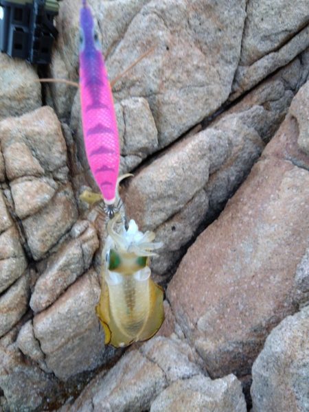 磯で秋エギング