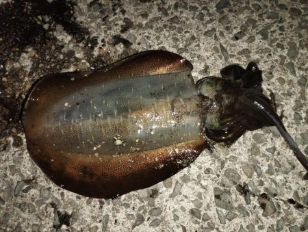 初アオリイカゲット！