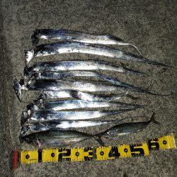 タチウオ、大サバ