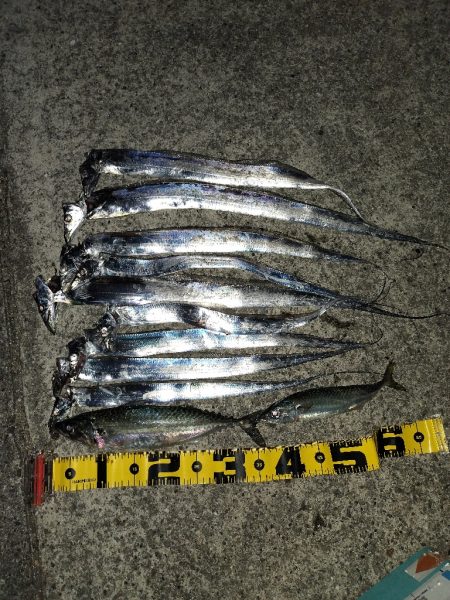 タチウオ、大サバ