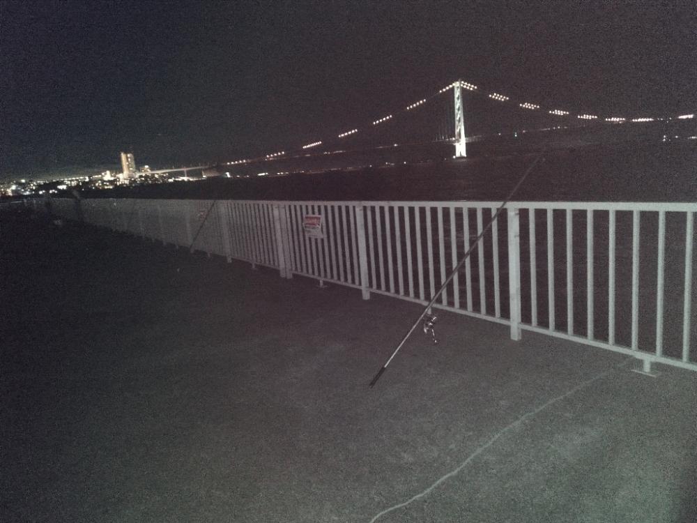 今年初アオリイカ