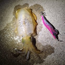 アオリイカ好調