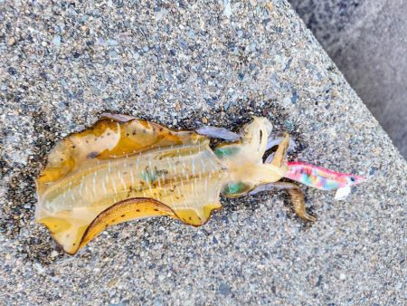 一年振りのエギング!