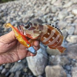 陸っぱり釣行記