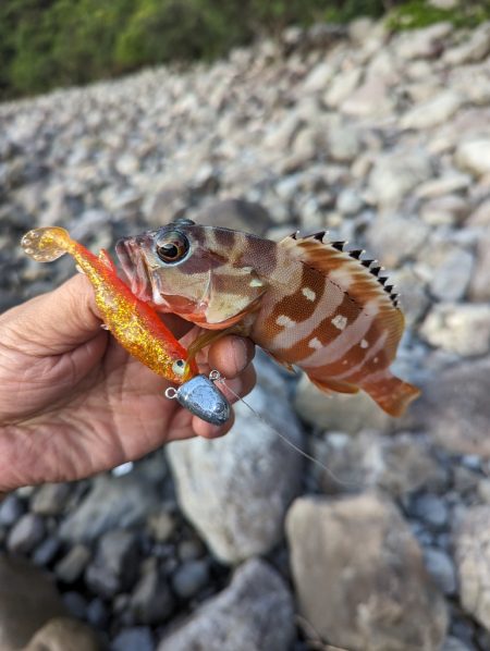 陸っぱり釣行記