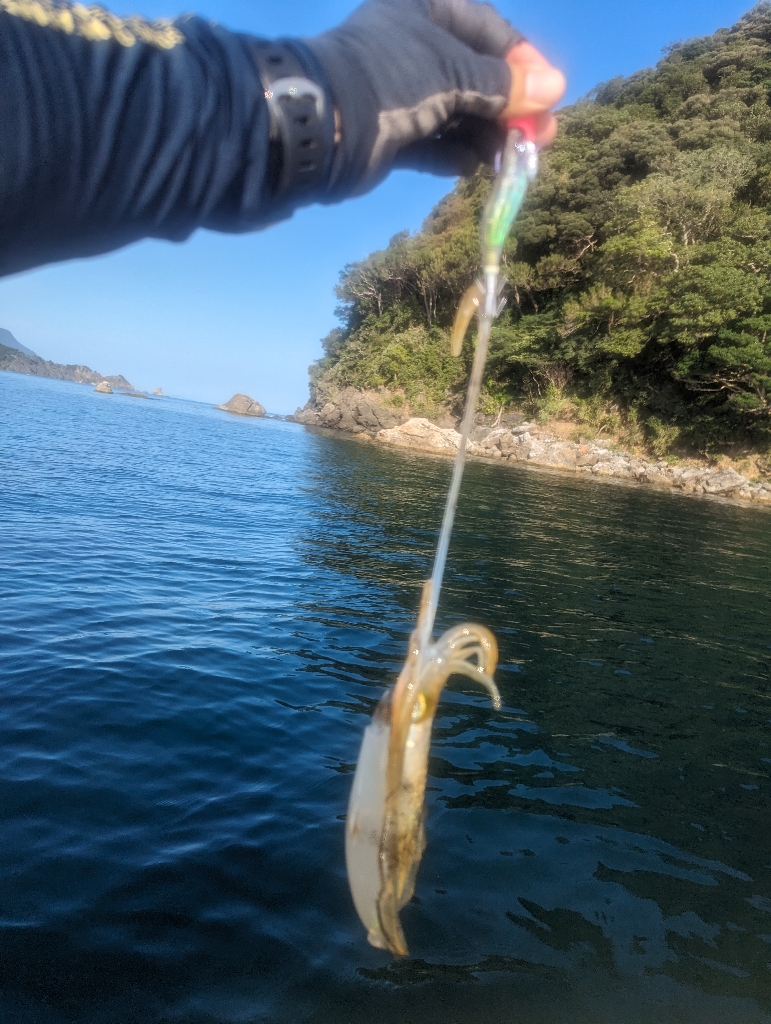 イカ何処いった?