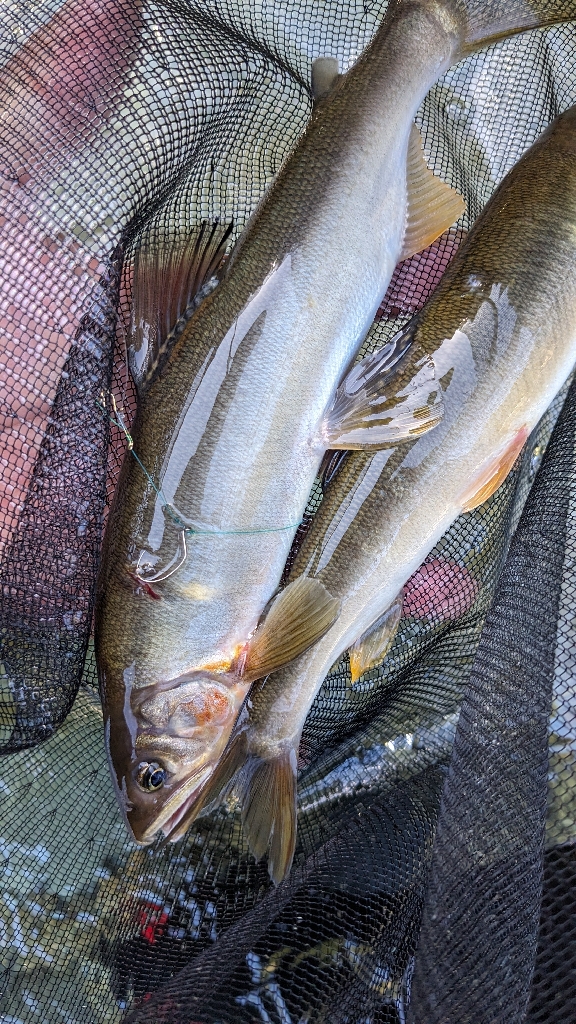 終盤の岐阜県白川