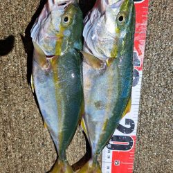 久しぶりの青物複数安打