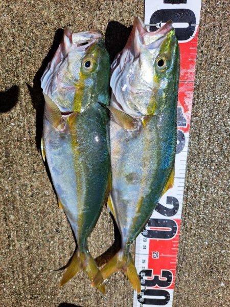 久しぶりの青物複数安打