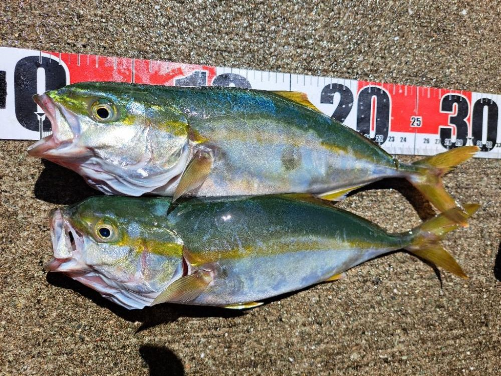 久しぶりの青物複数安打