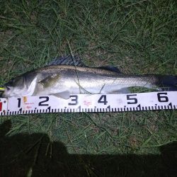 久しぶりの一本