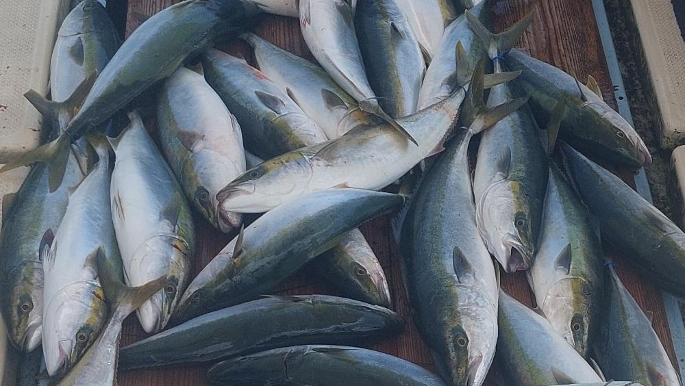 沼島のジギングと落とし込み