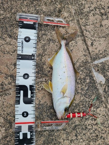 スマホのカメラに