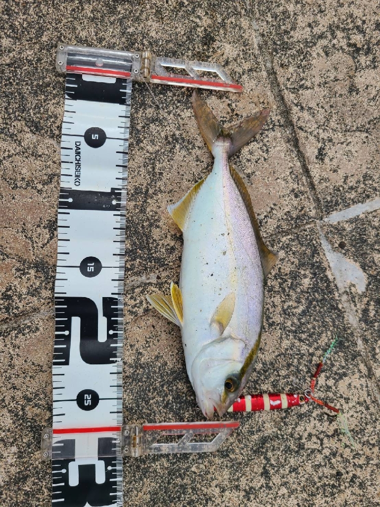 スマホのカメラに