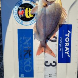 キス釣りのハズが…