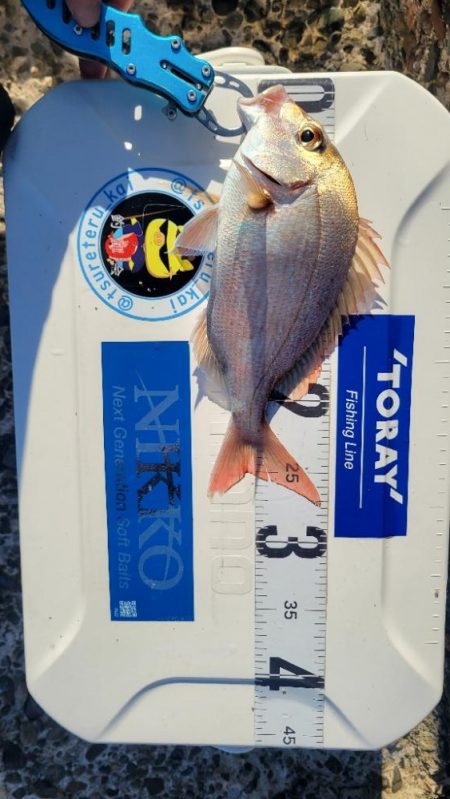 キス釣りのハズが…