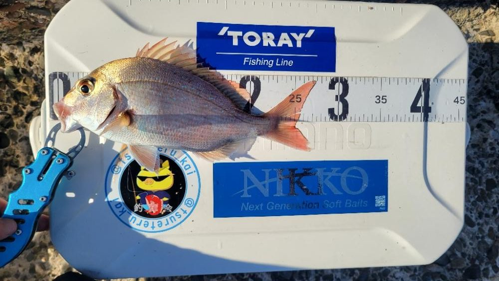 キス釣りのハズが…