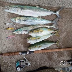 プチsalt water game