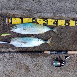 プチsalt water game