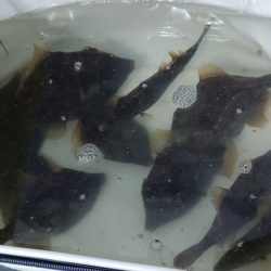 昼までの釣行でカワハギ15枚！