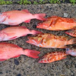 和歌山市江（吉丸渡船）で磯夜釣り