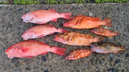 和歌山市江（吉丸渡船）で磯夜釣り