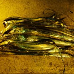 先週よりサイズアップ